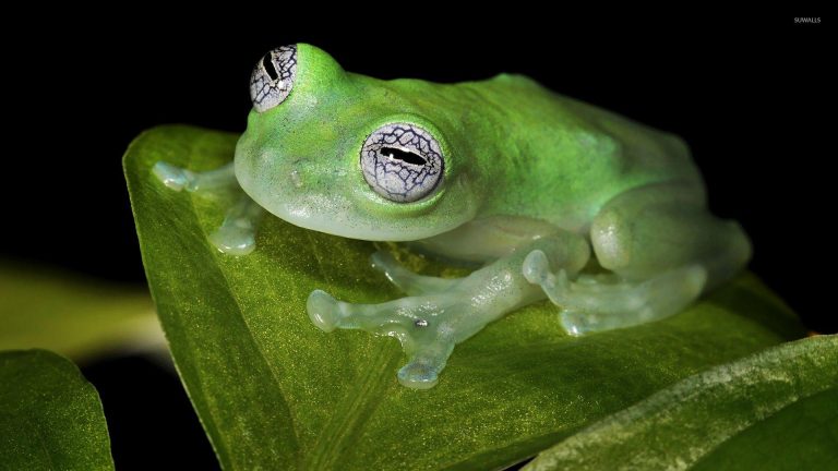 Glass Frog biography: The Mystical Creature of Rainforests and Their Enchanting Life