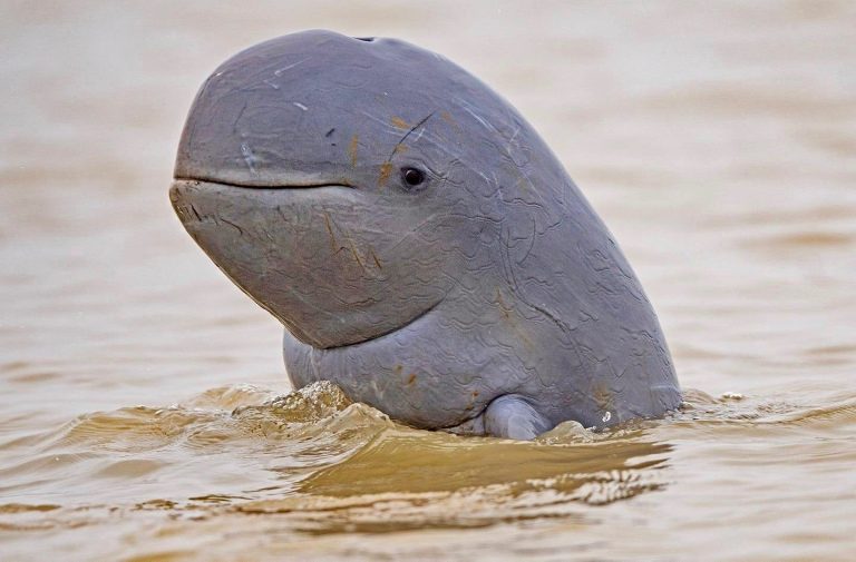 Irrawaddy Dolphin biography Past, Present, and Future of a Remarkable Species