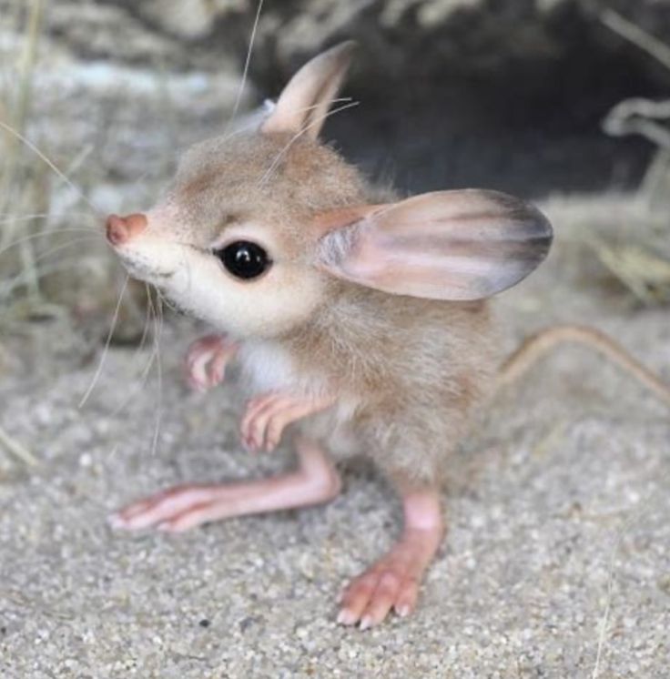 Long-Eared Jerboa Biography From Ancient Adaptations to Modern Discoveries