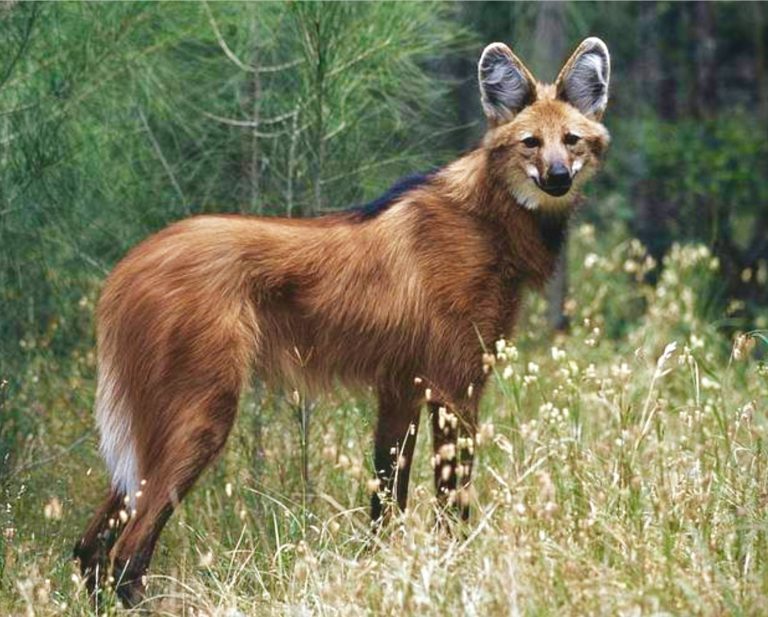 Maned Wolf biography The Story of a Unique Canid in South America