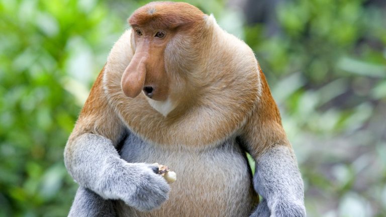 Proboscis Monkey biography: The Unique Face of Borneo