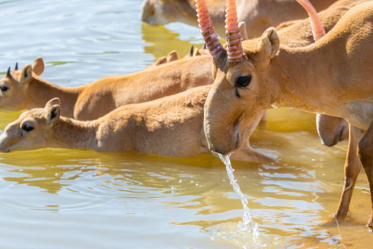 Saiga Antelope Biography: From Ancient Steppes to Modern Conservation Efforts