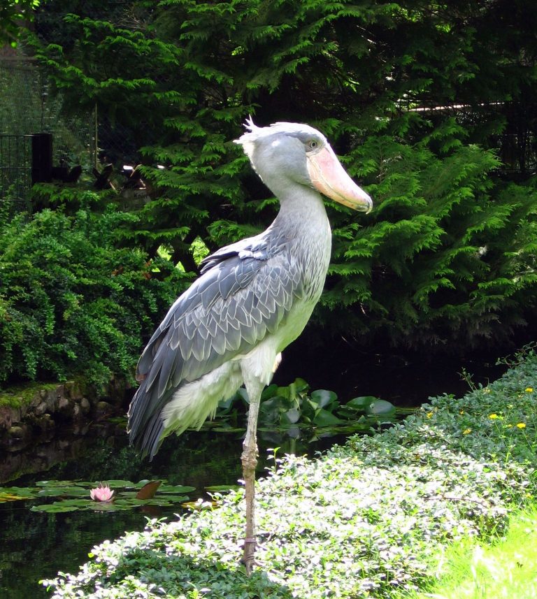 Shoebill Biography The Amazing Life of an Ancient Bird and Its Modern World