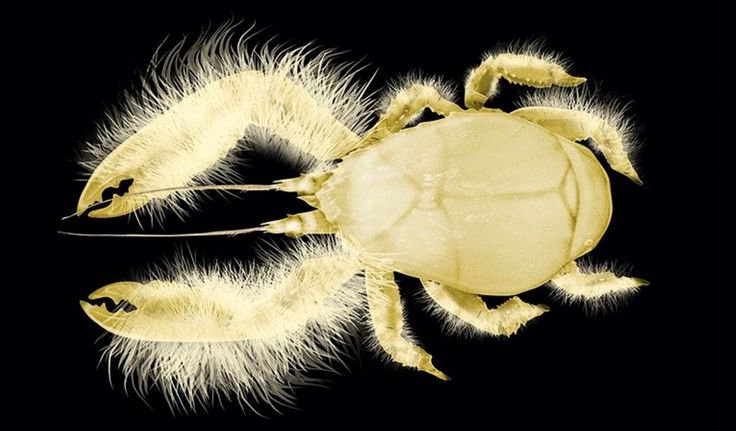 Yeti Crab The Deep-Sea Marvel