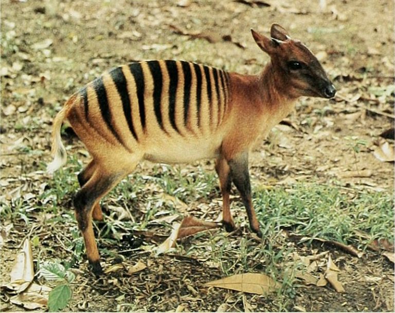 Zebra Duiker A Simple Look at This Small African Antelope